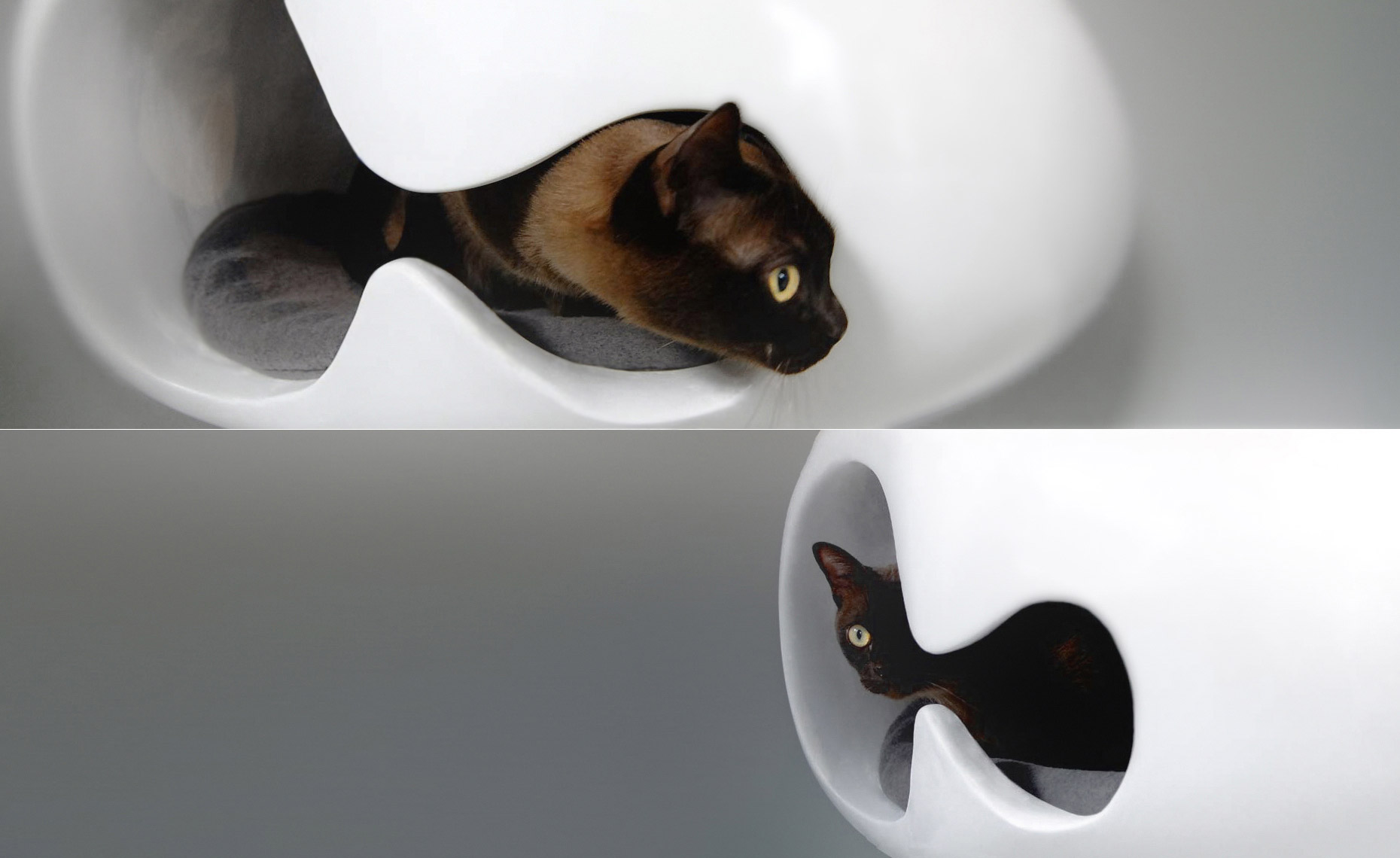 petchitecture_cats